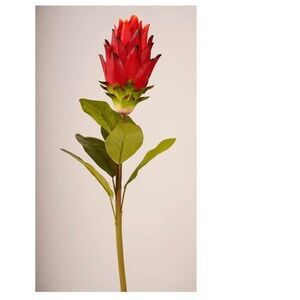 Tropical Flower Color